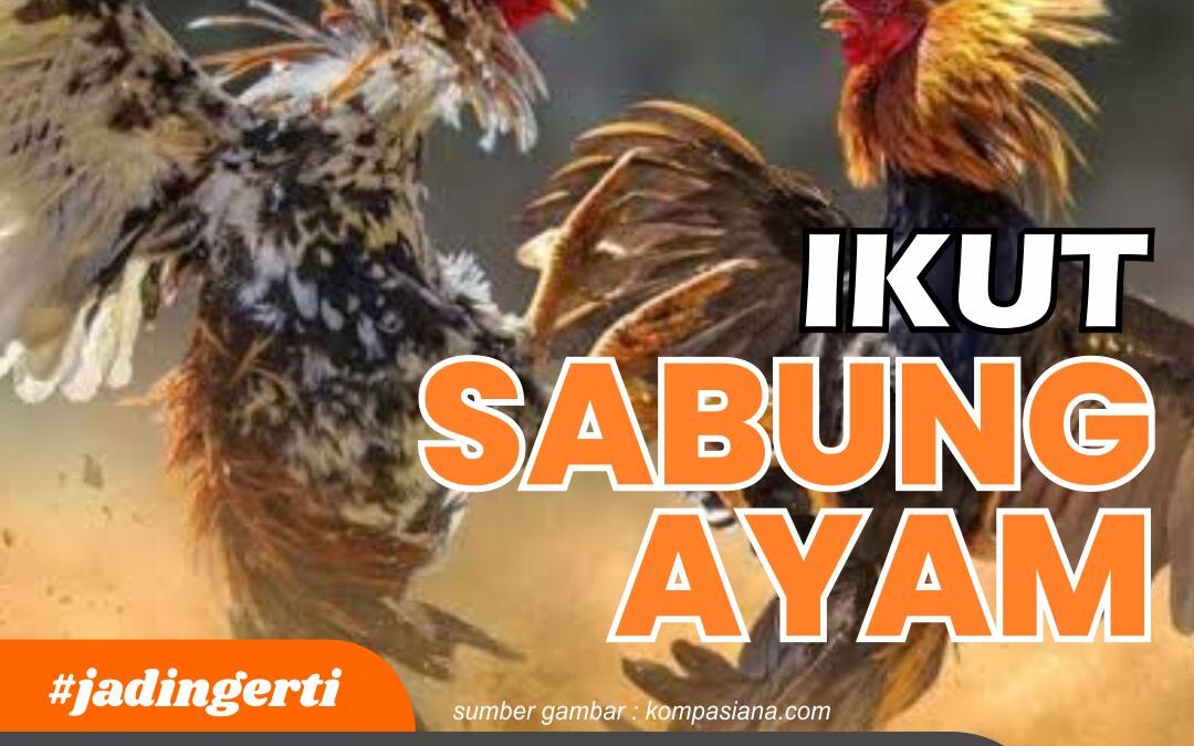 Ikut Sabung Ayam Bisa Dipidana, Memangnya Ilegal?